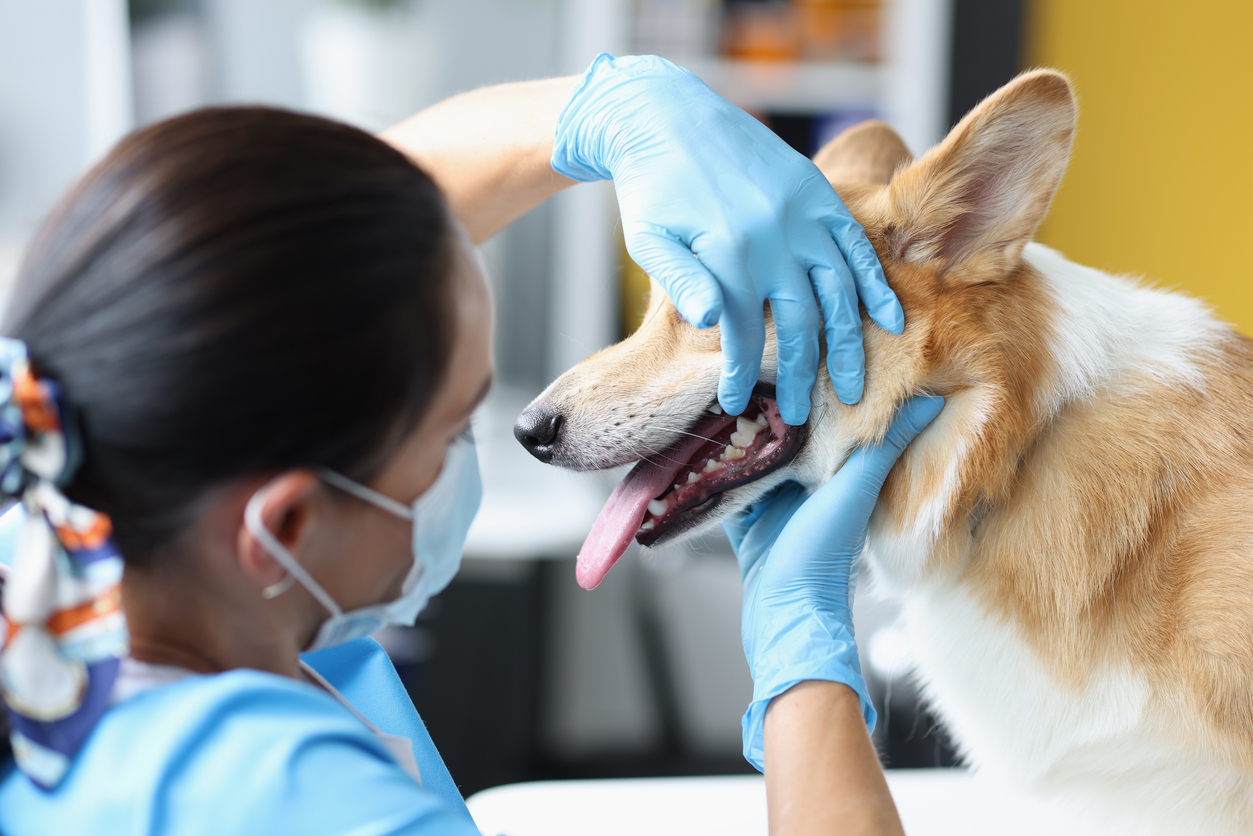 Are There Dentists For Dogs? BARK Post