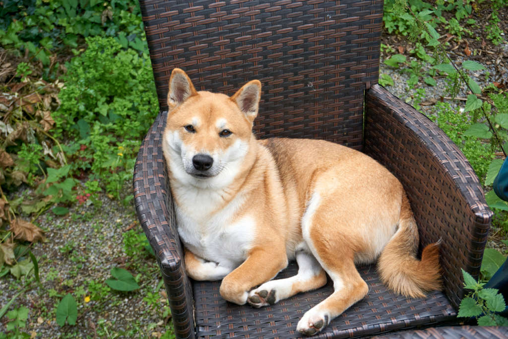 Shiba Inu dog sitting on a rattan chair