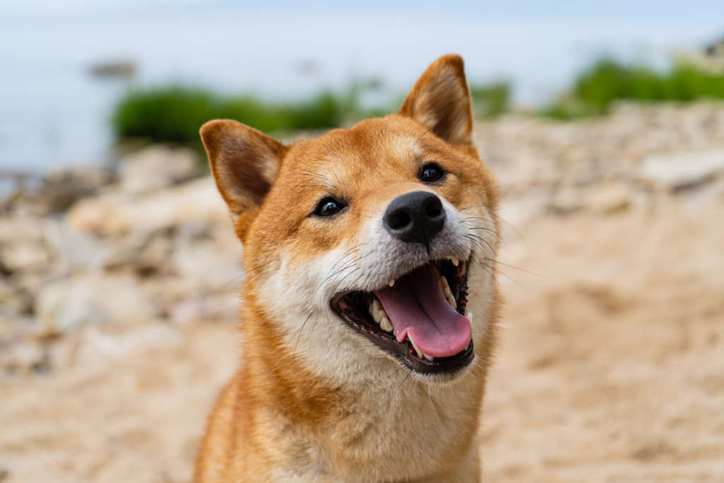 Portrait of Shiba Inu dog standing in the grass in summer