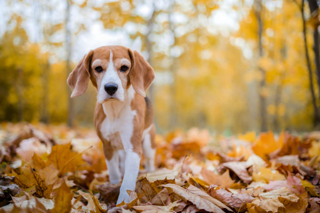 beagle in the woods