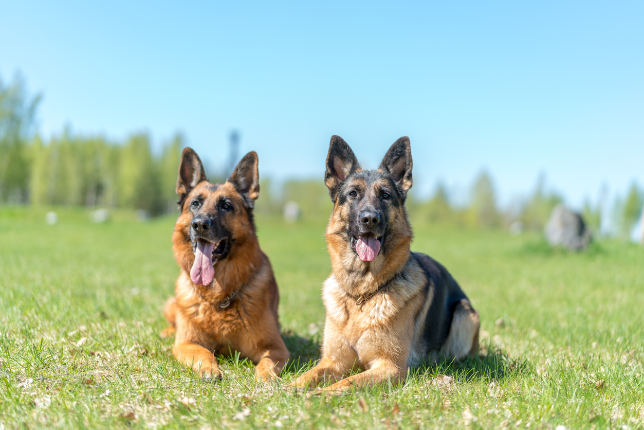 German Shepherd Breed Guide: Photos, Traits, & Care – BARK Post