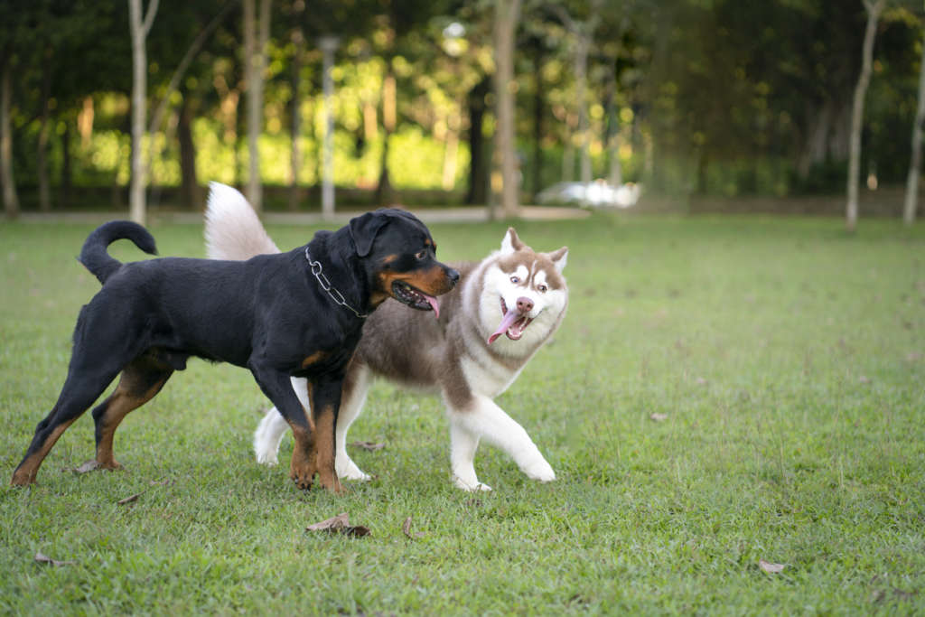 Rotweiler and Alaskan Malamute in the park socializing together