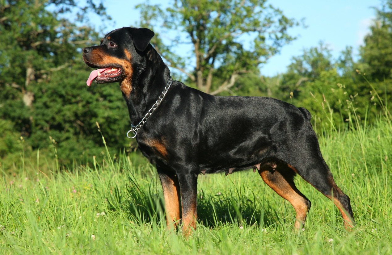 Rottweiler Breed Information Guide Traits & Care BARK Post