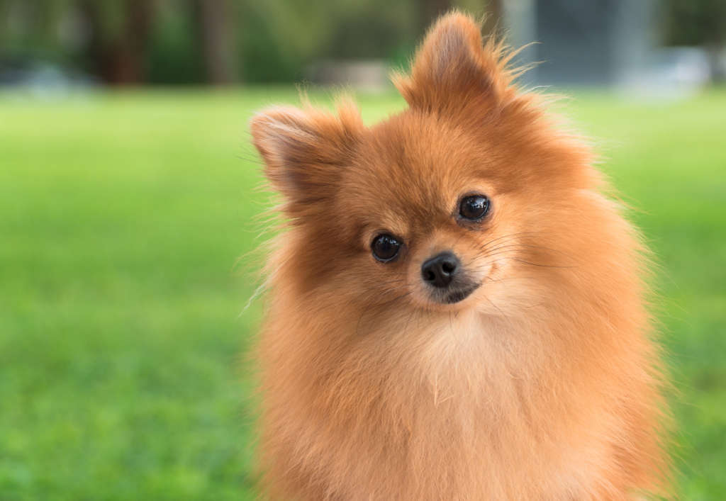 Young female Pomeranian dog tilting its head to the left