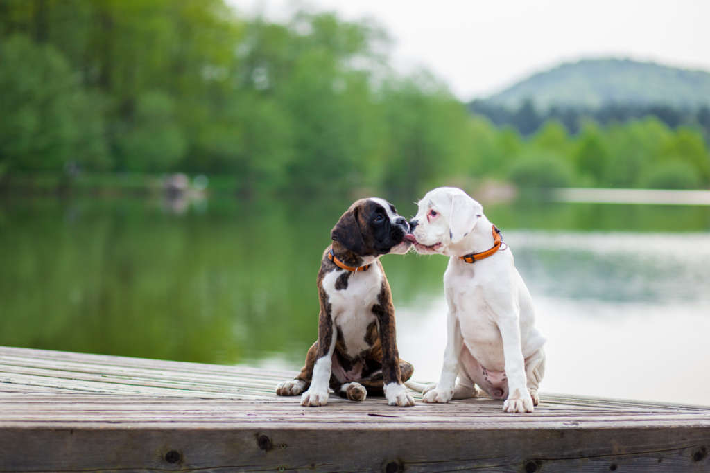 Picture of two German boxer puppies kissing.