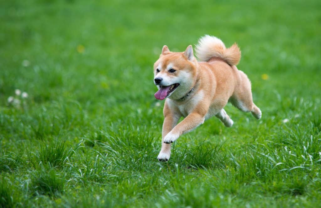 Shiba Inu dog jumping on grass
