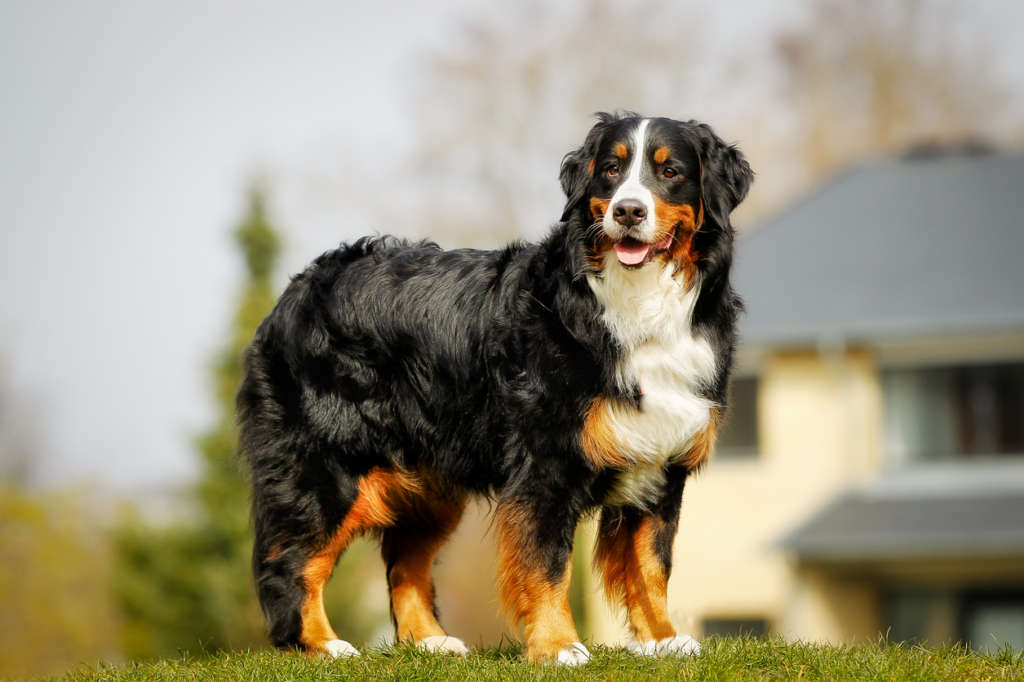 Bernese mountain dog outside in the summer time