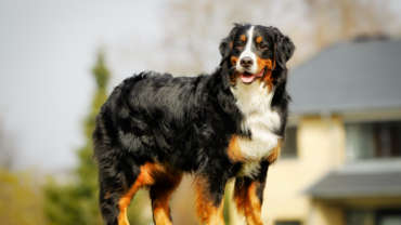 Bernese mountain dog taken outside during spring/summer time.