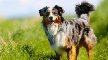 Old brown, black and white Australian shepherd standing in the grass.