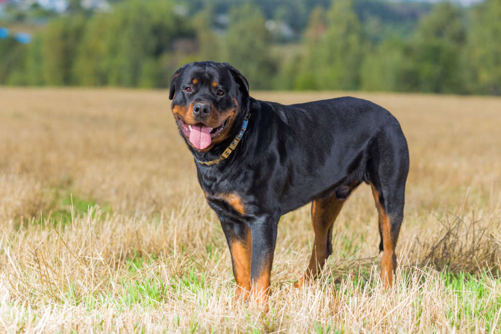 Rottweiler standing in the grass with tongue out