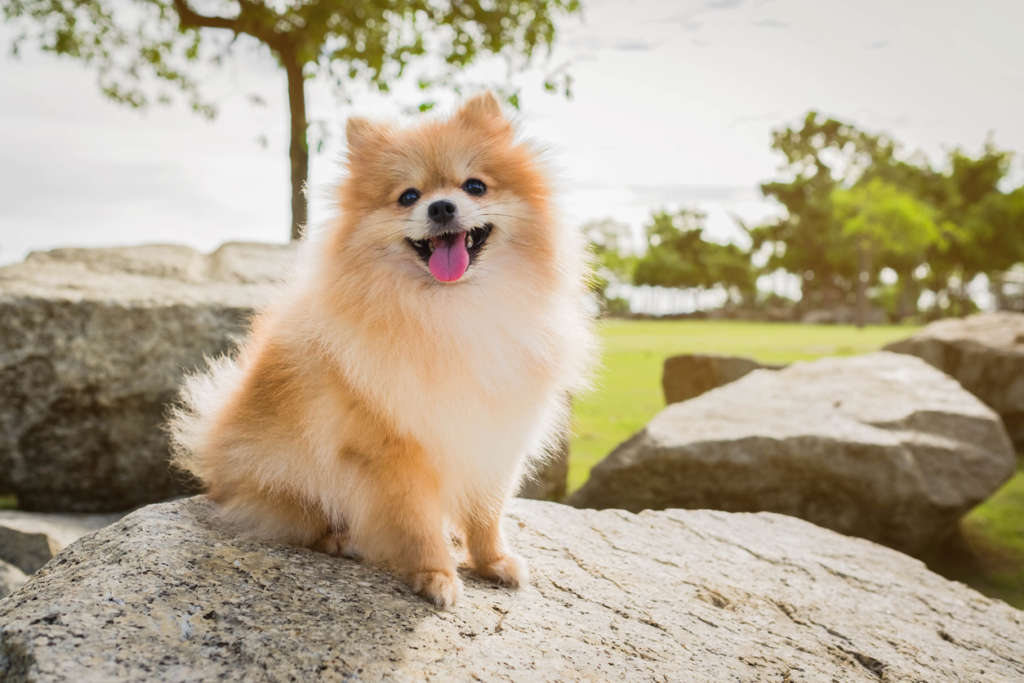 Pomeranian spitz smiling while sitting on rocks