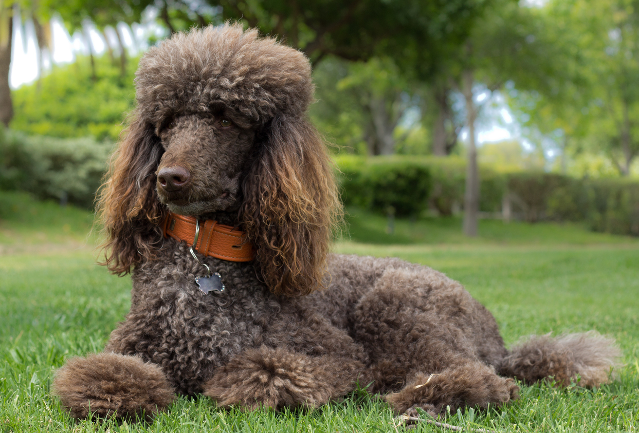 Poodle Breed Guide: Photos, Traits, & Care BARK Post