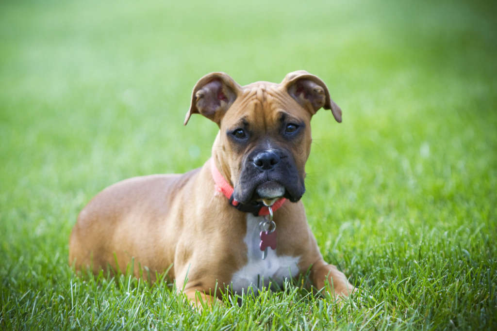 Female boxer dog laying on grass