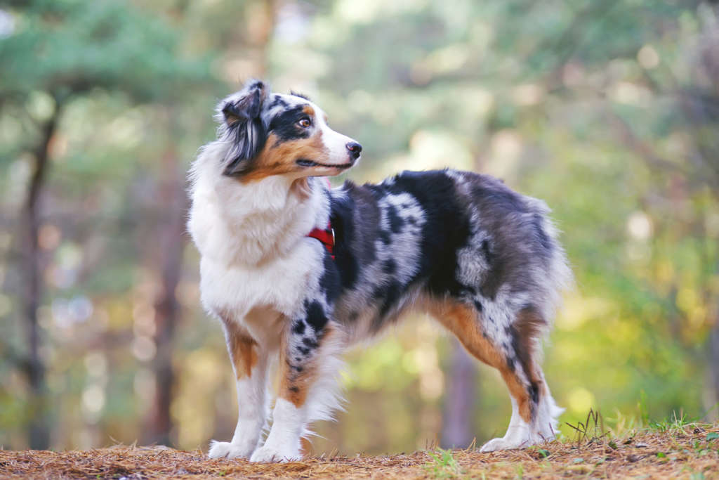 Blue merle Australian Shepherd dog with a red harness staying in the forest