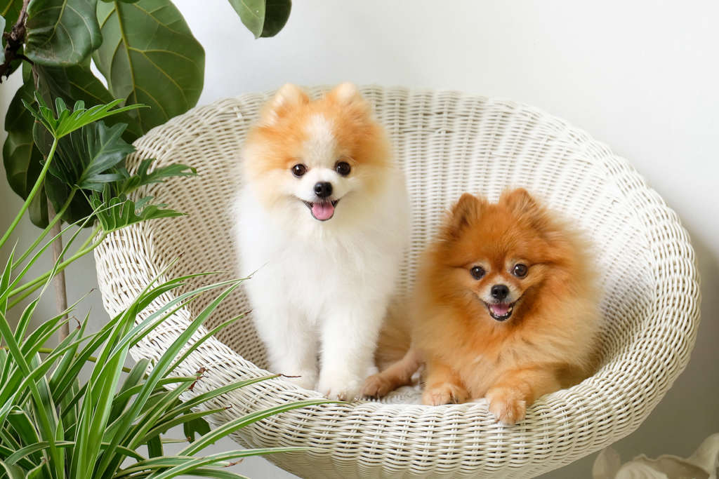 Two Pomeranians sitting in a chair together