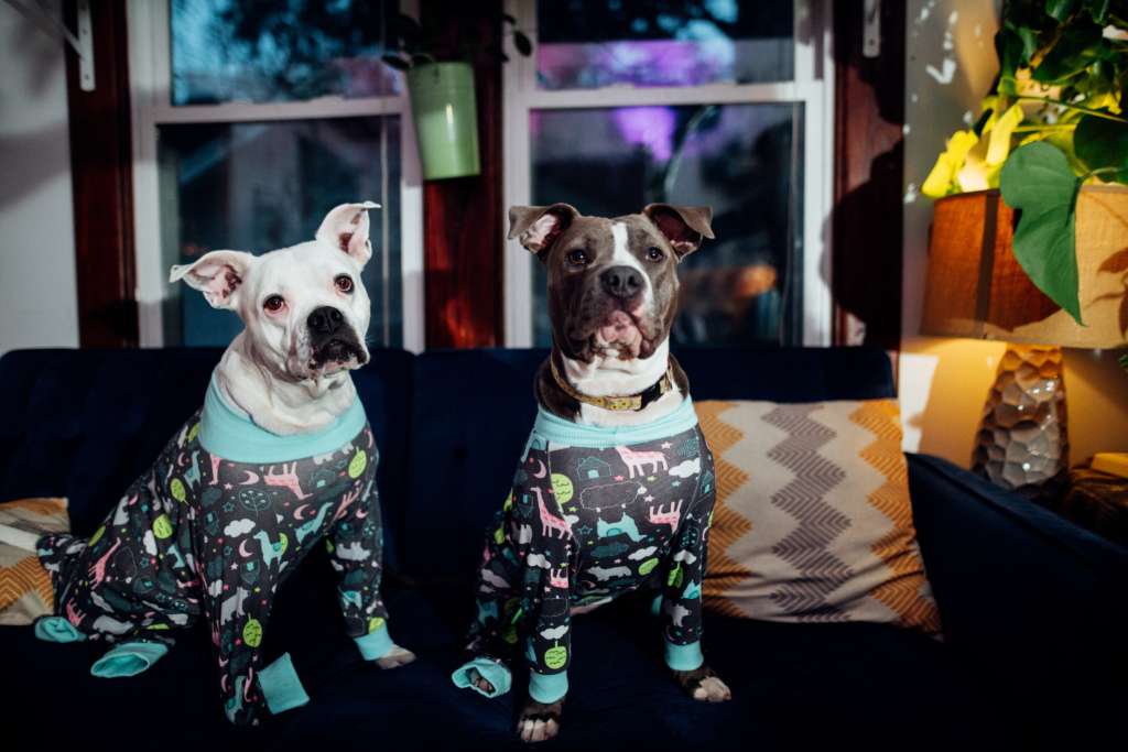 a pair of pit bulls in pajamas