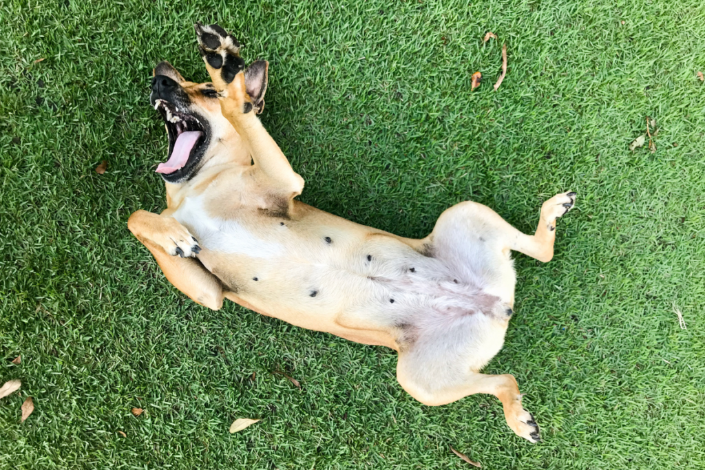 dog yawning on the grass