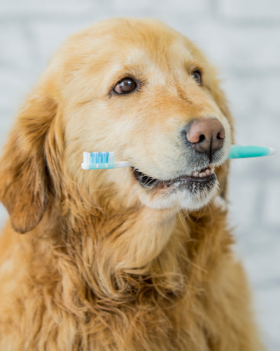 a golden retriever holding a toothbrush in its mouth