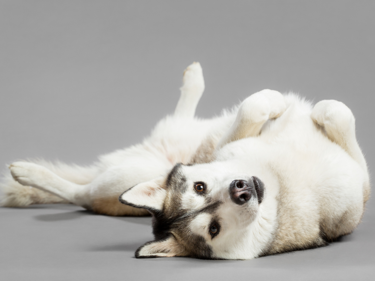 Do Male Dogs Have Nipples? BARK Post