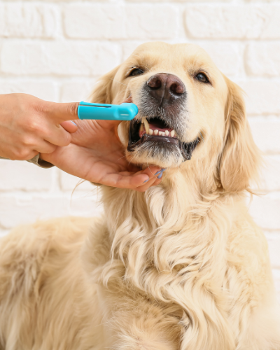 a golden retriever getting its teeth brushed with a finger toothbrush