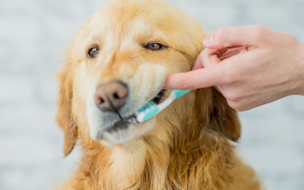 lifting a dogs lip to brush teeth
