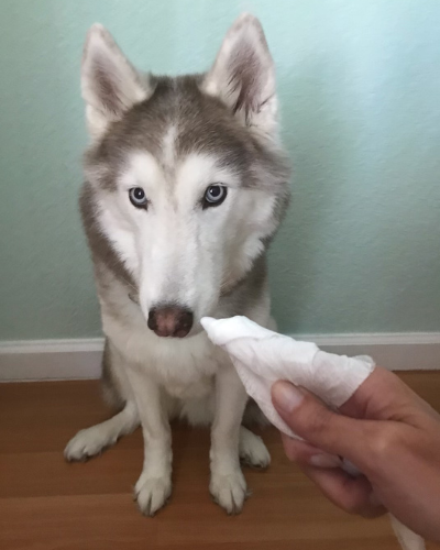 a husky looking at its owner with a cloth brush
