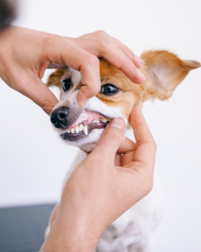 a dog getting its lip spread apart for tooth inspectiong