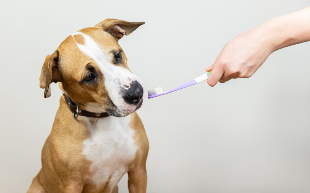 dog looking questioningly as a toothbrush