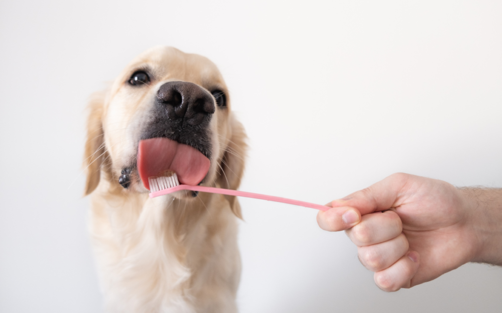brushing a dogs tongue