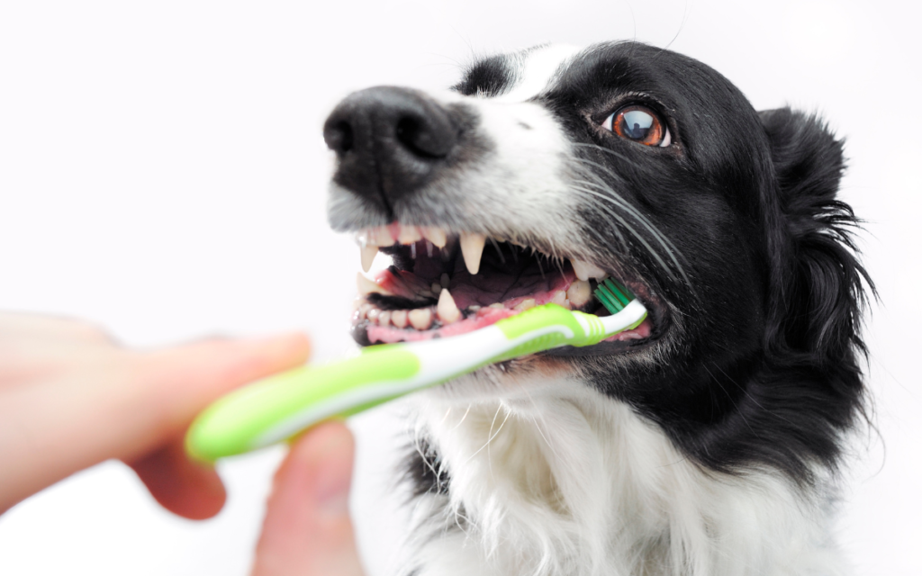 brushing back teeth of dog