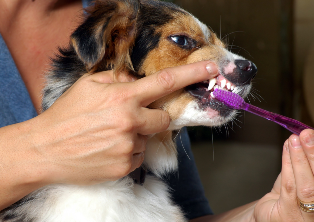 brushing a dogs bottom teeth