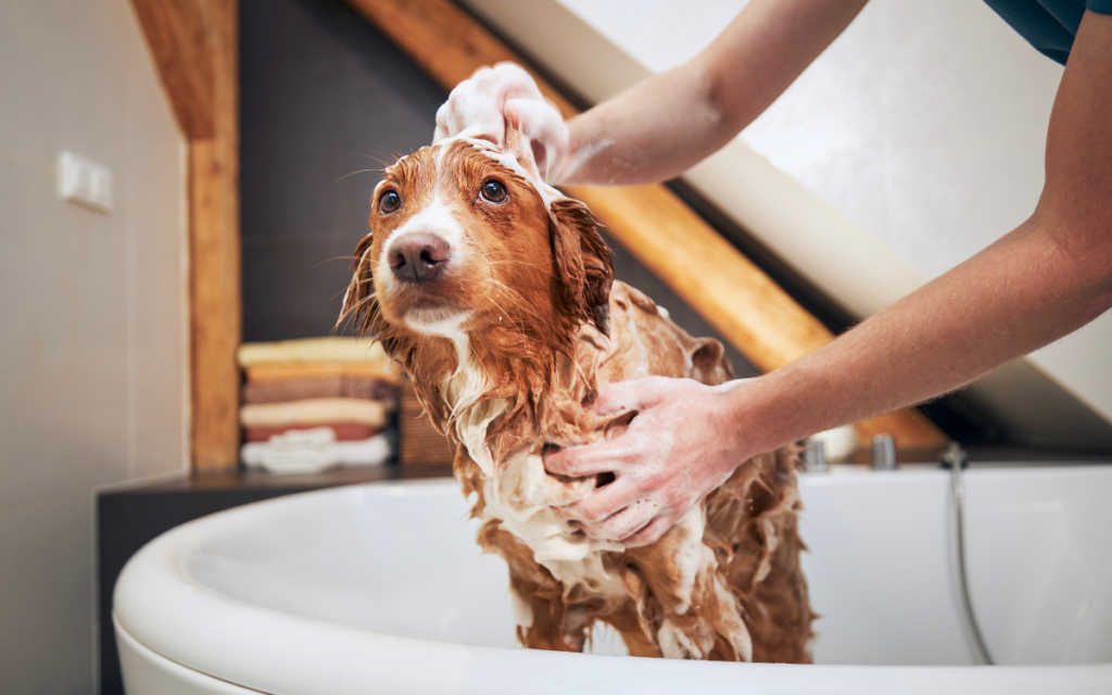 dog in the bath being cleaned