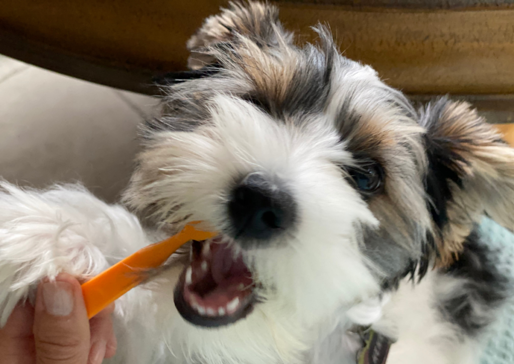a fluffy dog getting its teeth brushed