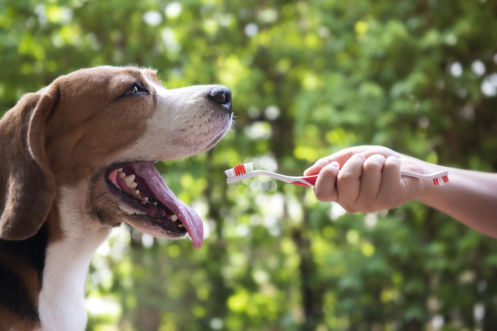A beagle about to have its teeth brushed
