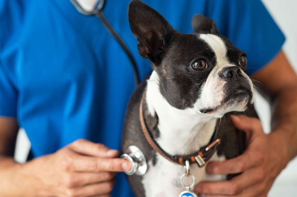Boston terrier being examined by vet
