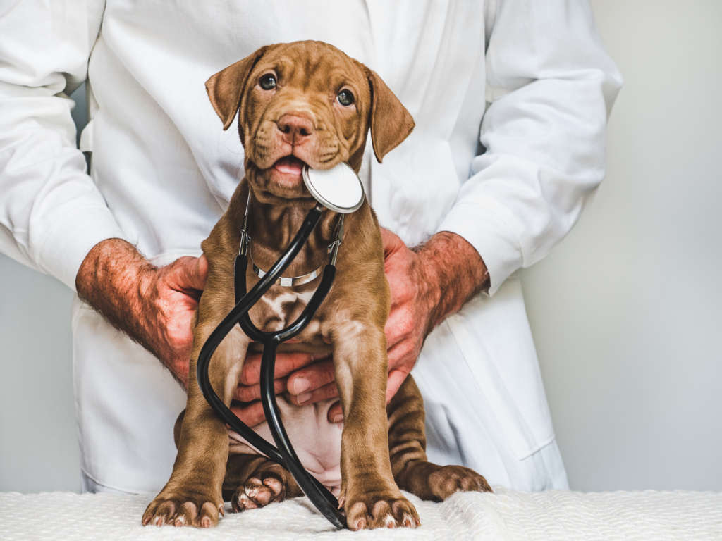 Playful puppy with the vet's stethoscope in its mouth