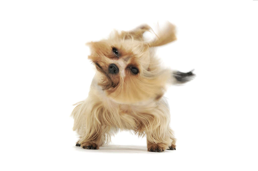 Yorkshire terrier shaking its head
