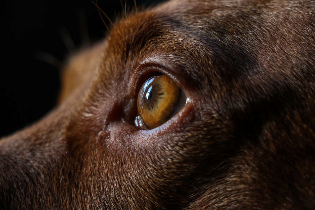 Close-up of dog's eye