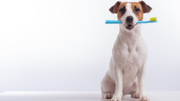 Dog holding toothbrush in its mouth