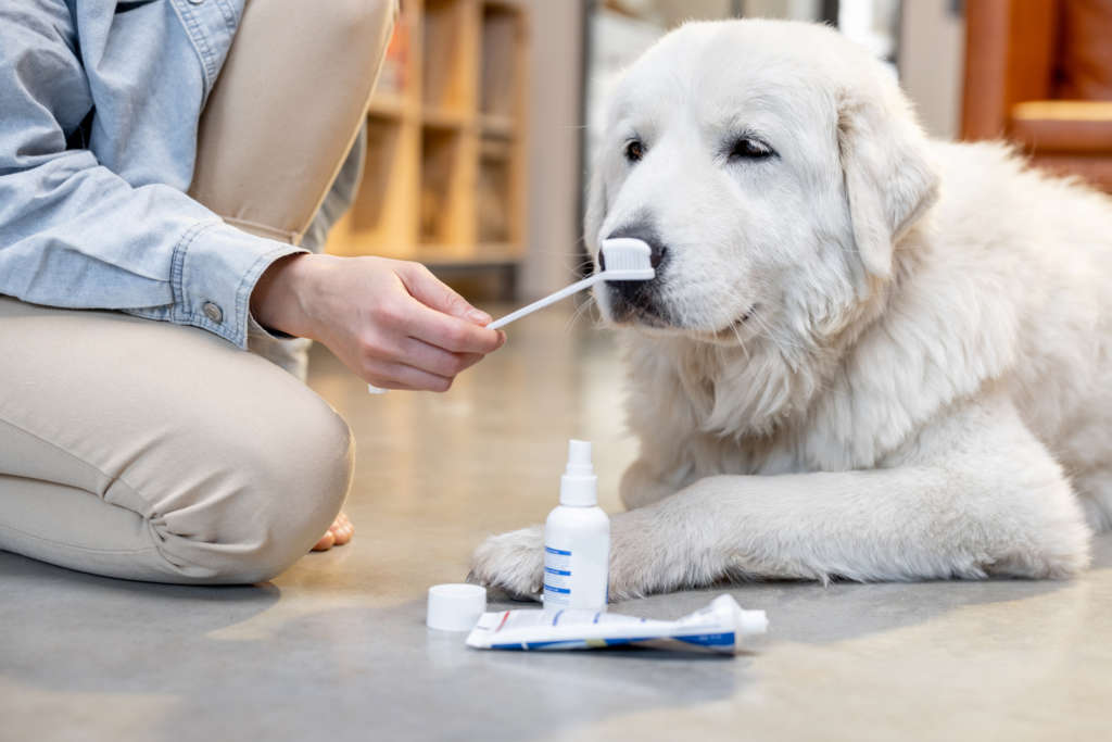 Cute white dog with a toothbrush, paste and spray waiting for teeth cleaning. 