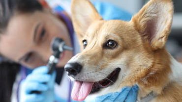 Vet examining dog's ears