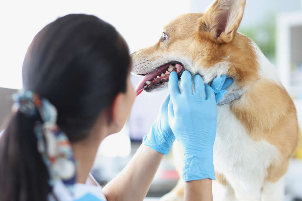 Vet examining dog's teeth