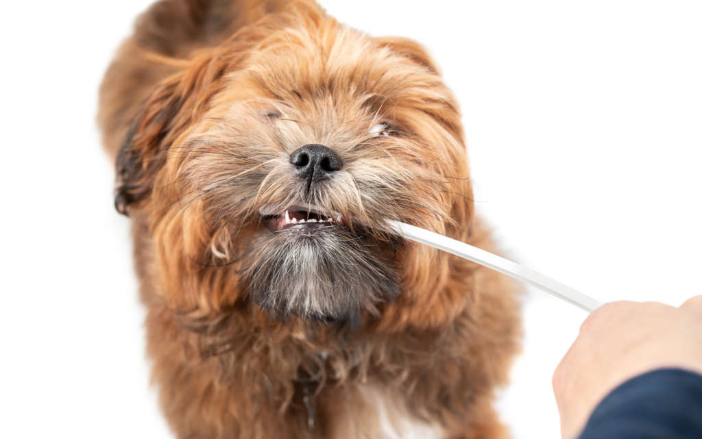 Fluffy puppy biting toothbrush