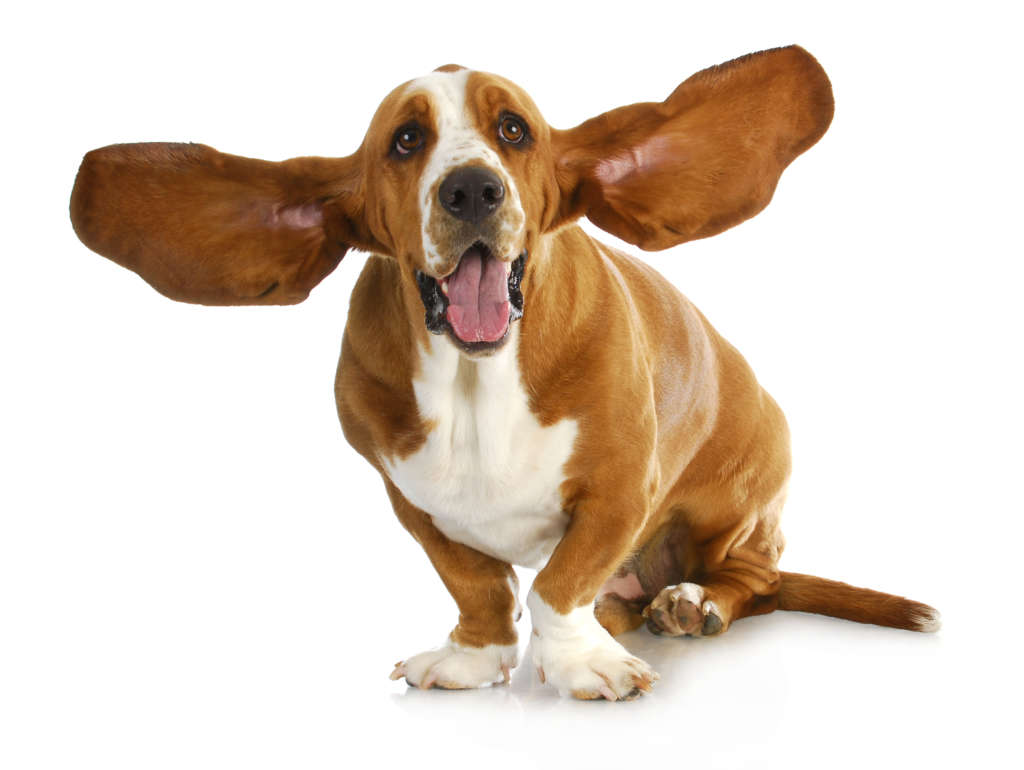 Smiling basset hound with ears spread out wide