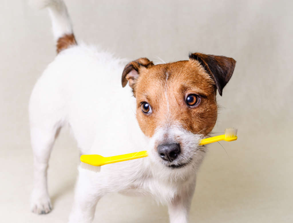 Jack Russell Terrier with a toothbrush in its mouth