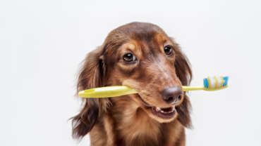 Dachshund dog with a toothbrush in its mouth