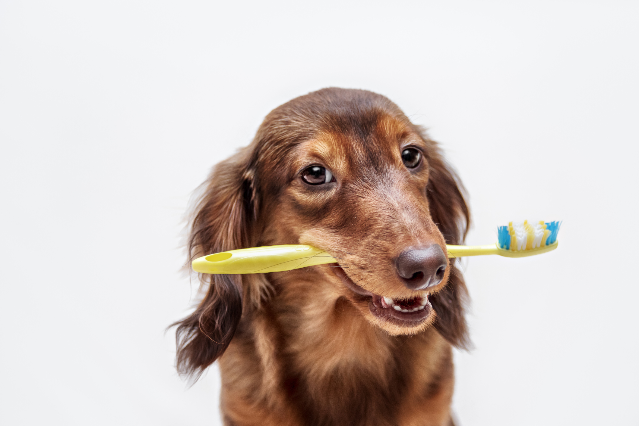Handmade dog treat toy …  Diy dog food, Dog treat toys, Homemade dog toys