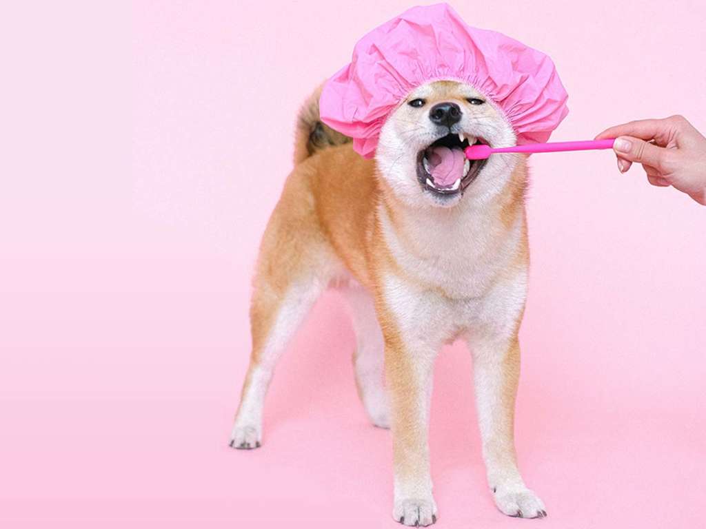 a dog wearing a shower cap with a toothbrush in its mouth