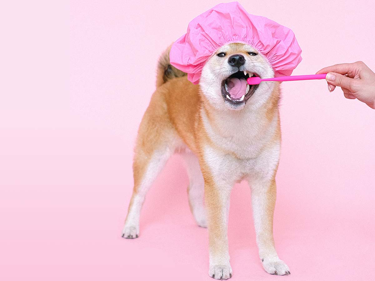 How To Brush Your Dog's Teeth BARK Post