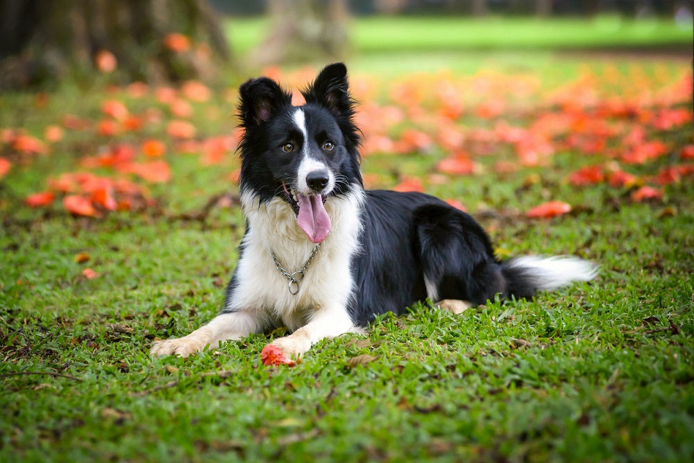 Black shop smooth collie